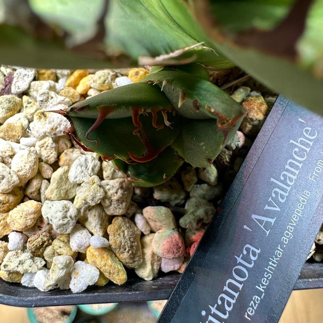 アガベ　チタノタ　Avalanche レザ血統