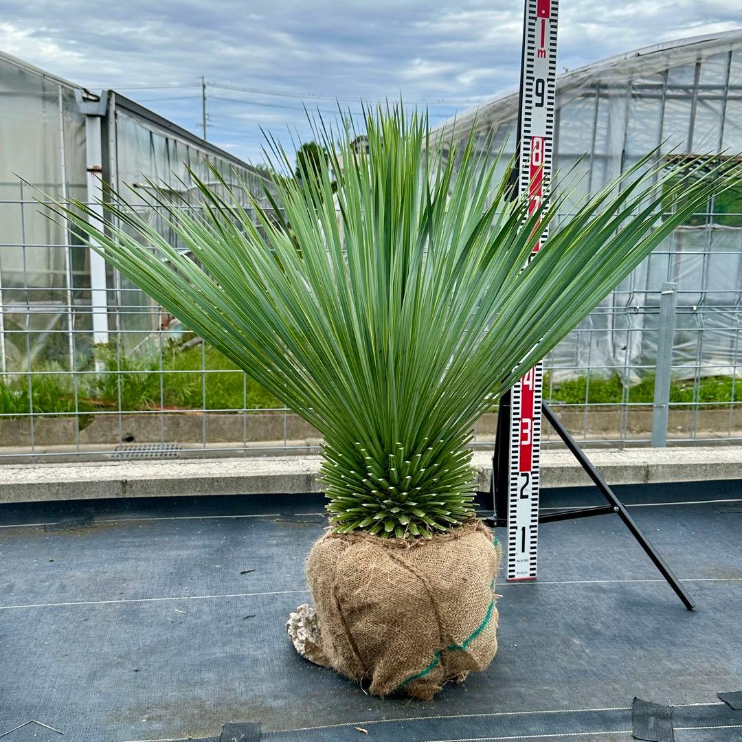 ユッカ ロストラータ（樹高:約80cm）oct57