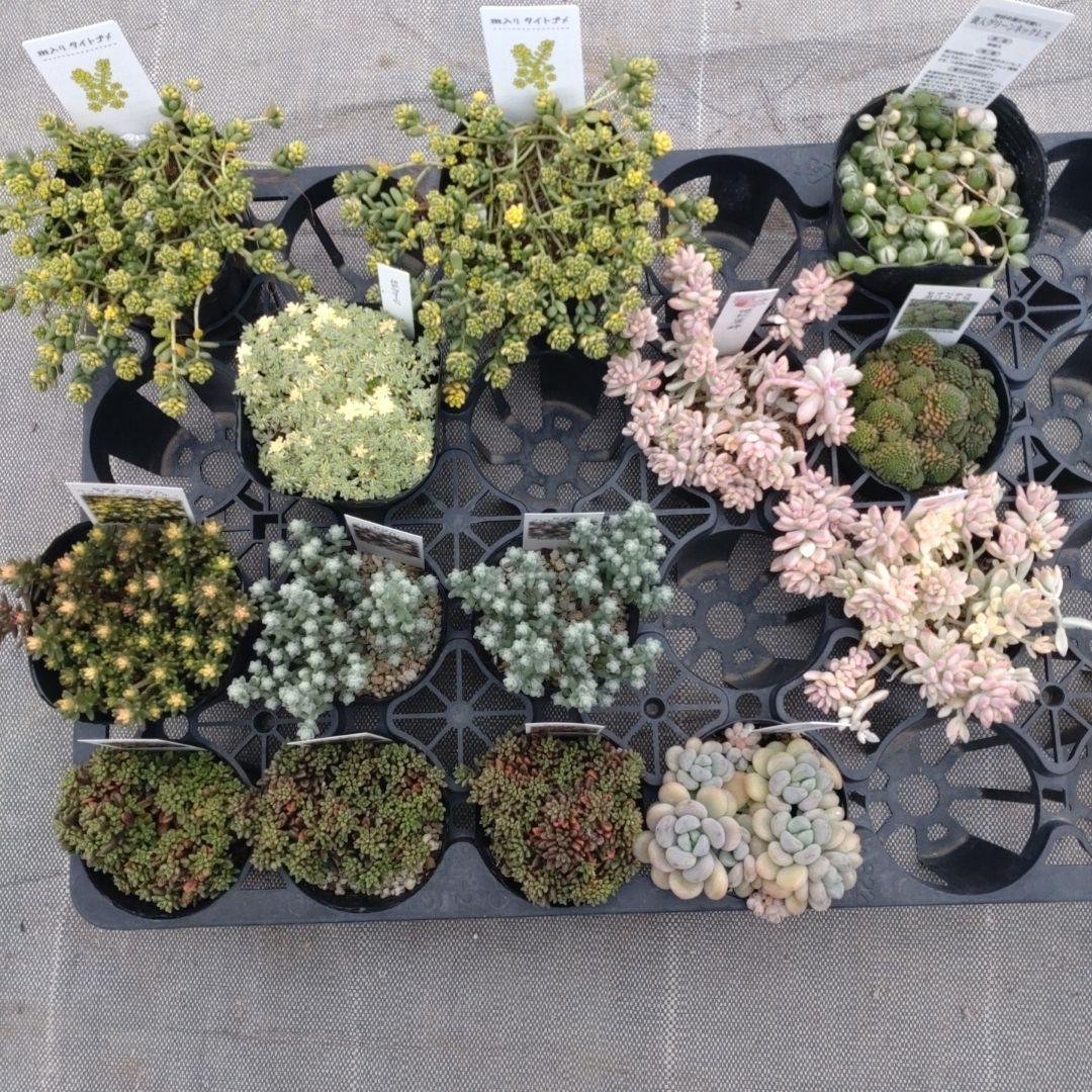 とんこさん専用