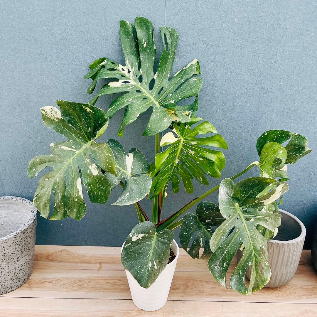［現品］【希少】20番　モンステラ　斑入り　観葉植物　室内　レア　綺麗　大型