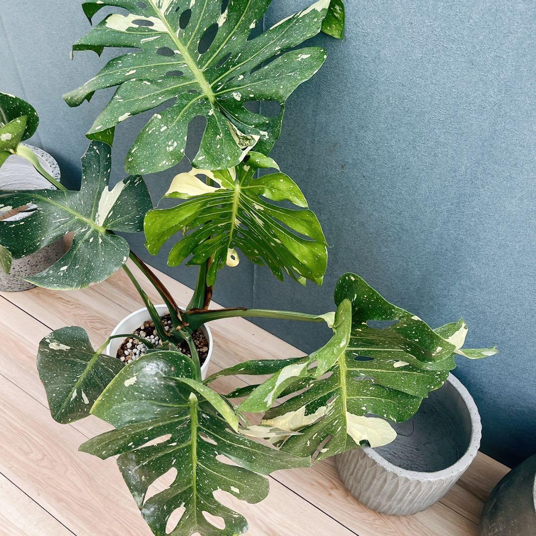 ［現品］【希少】20番　モンステラ　斑入り　観葉植物　室内　レア　綺麗　大型