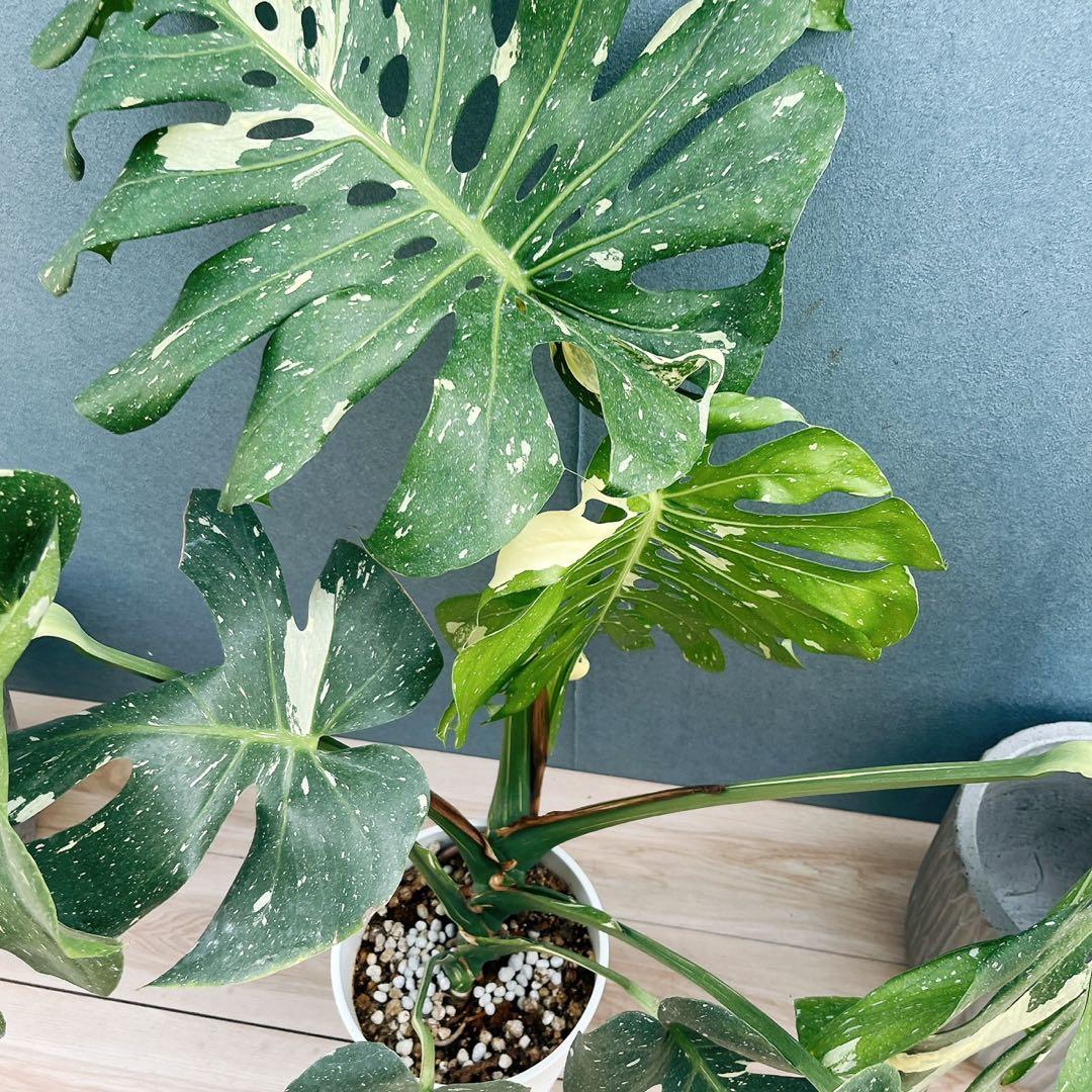 ［現品］【希少】20番　モンステラ　斑入り　観葉植物　室内　レア　綺麗　大型