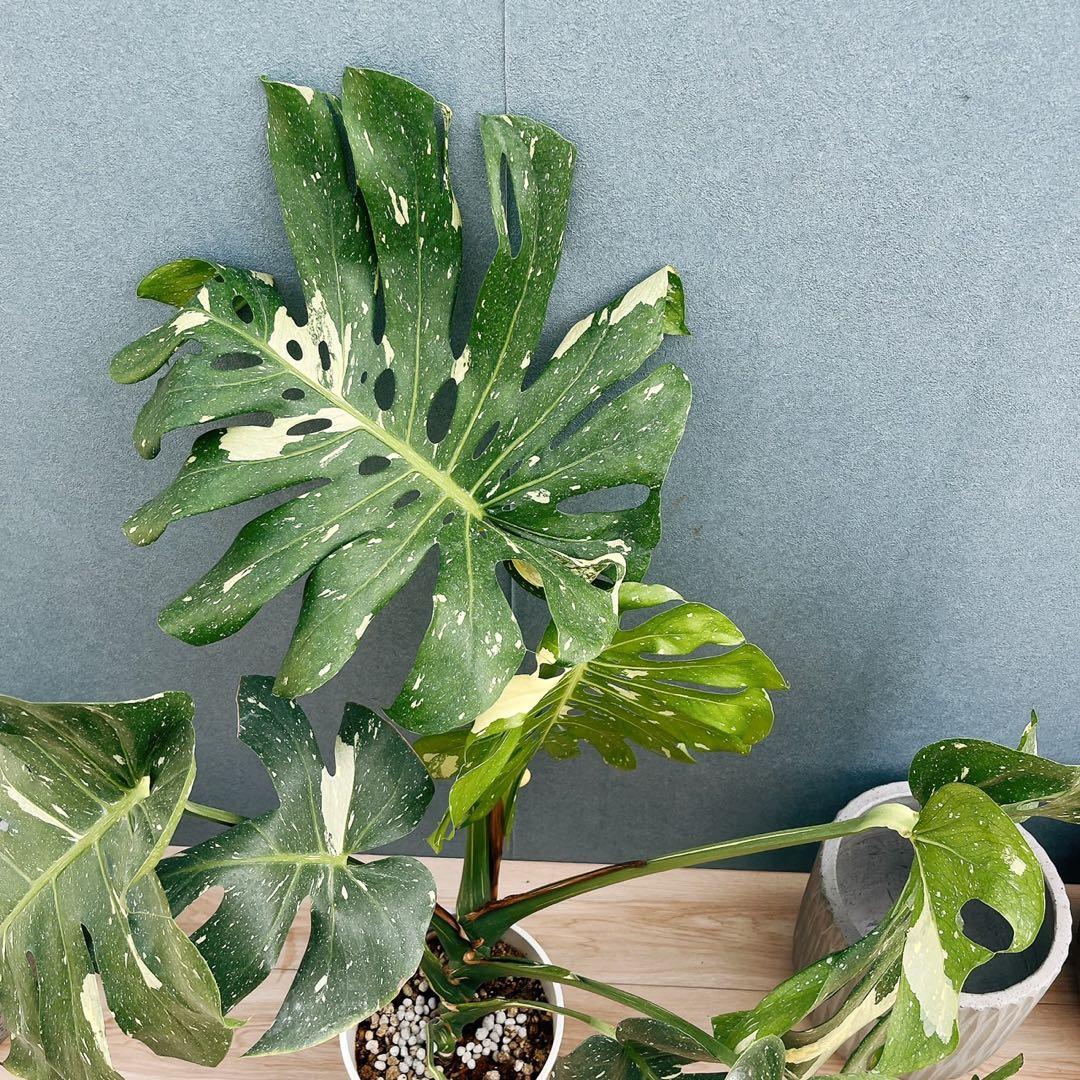 ［現品］【希少】20番　モンステラ　斑入り　観葉植物　室内　レア　綺麗　大型