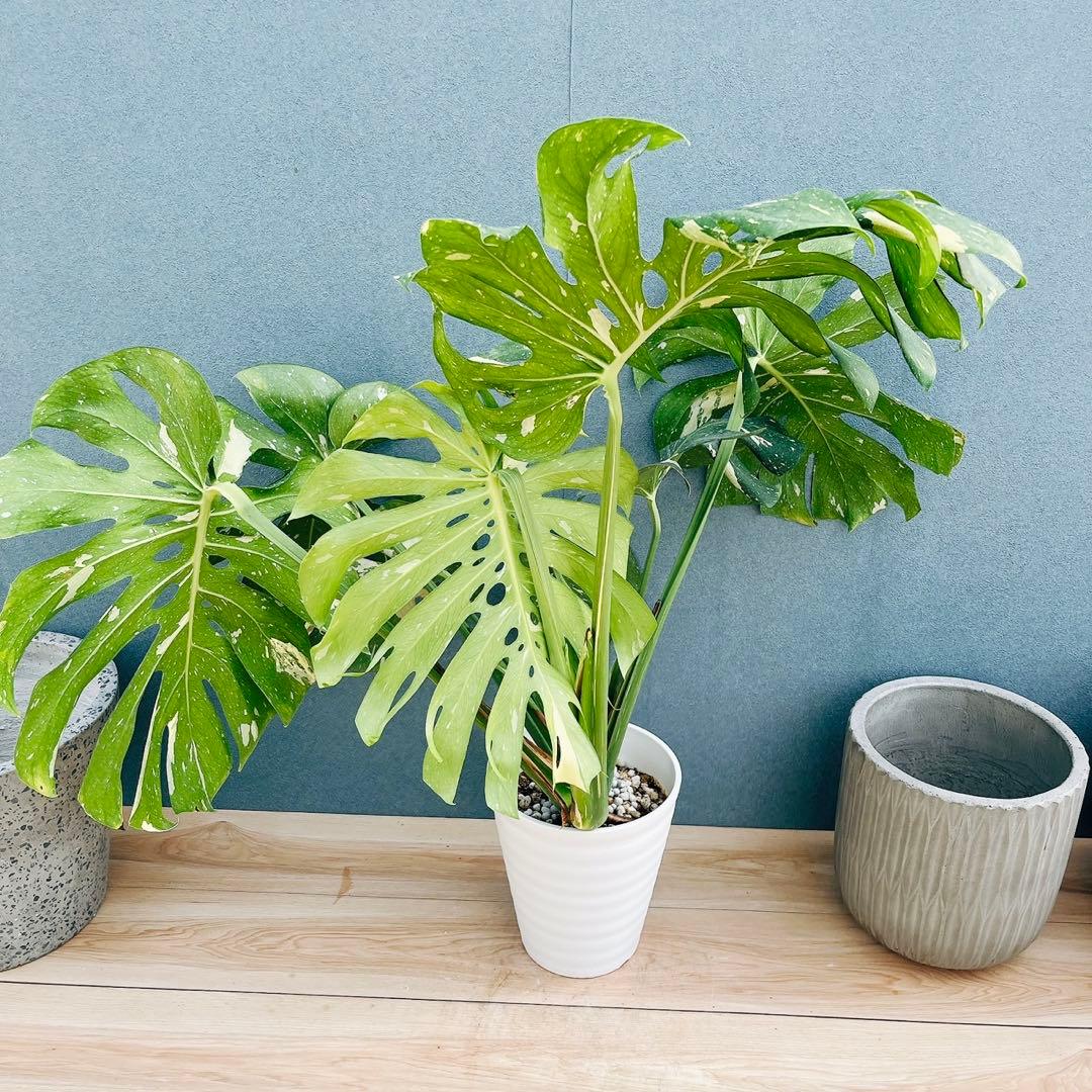 ［現品］【希少】20番　モンステラ　斑入り　観葉植物　室内　レア　綺麗　大型