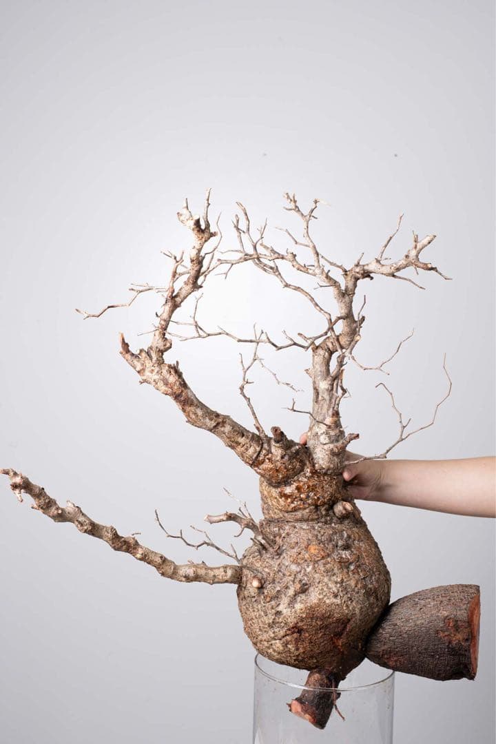 KP81 オペルクリカリア パキプス コーデックス ベアルート株