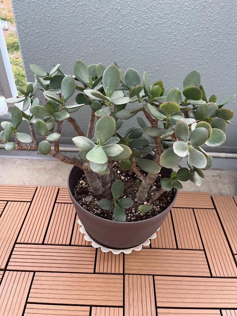 金のなる木（花月）鉢付