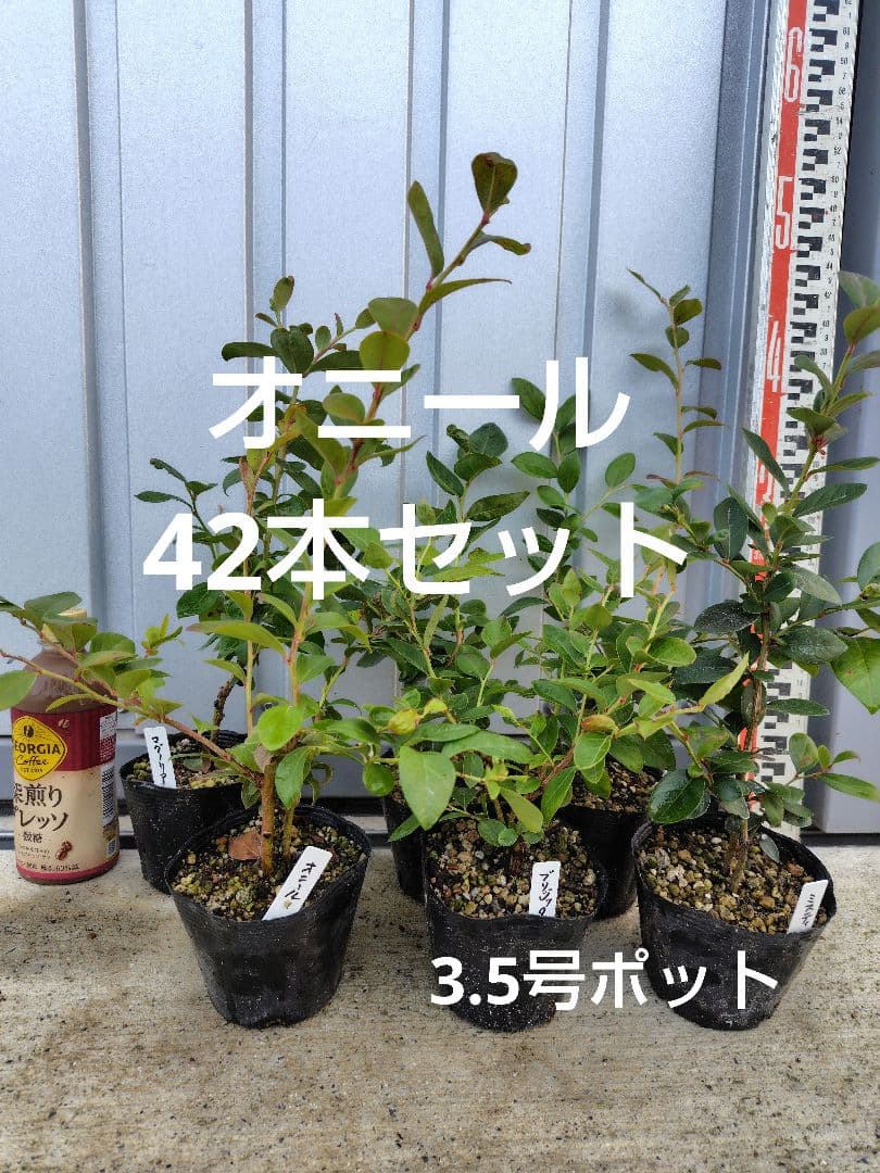 ブルーベリー苗オニール3.5号ポット42本セット