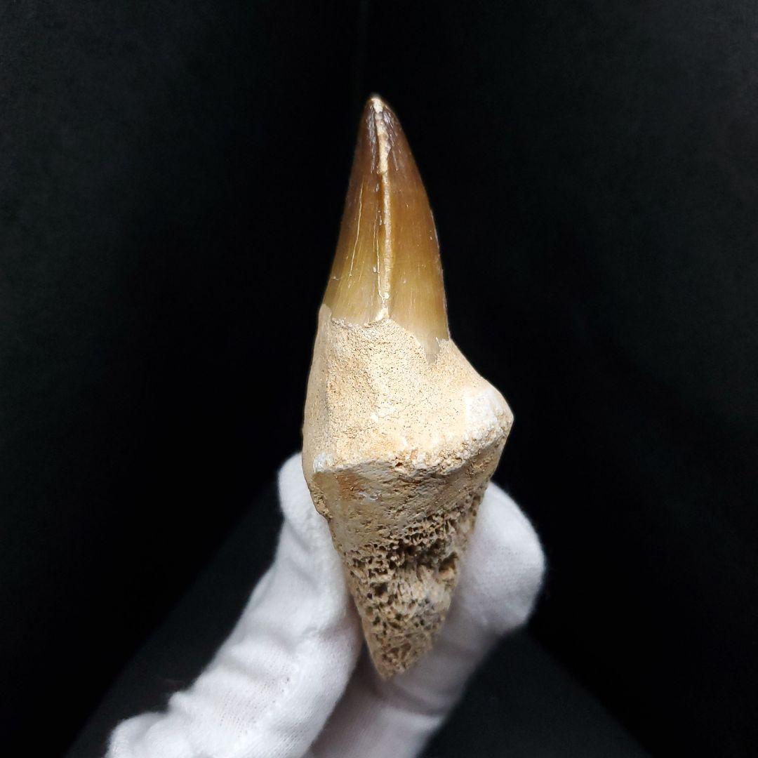 歯根付き モササウルス 化石 歯 本物 モロッコ産 82mm mos84