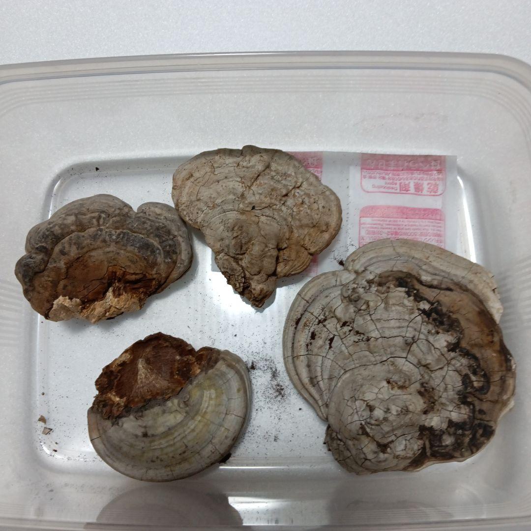 霊芝(古い梅の木、自生のみ)サルノコシカケ厳選　短期間特別セール実施中