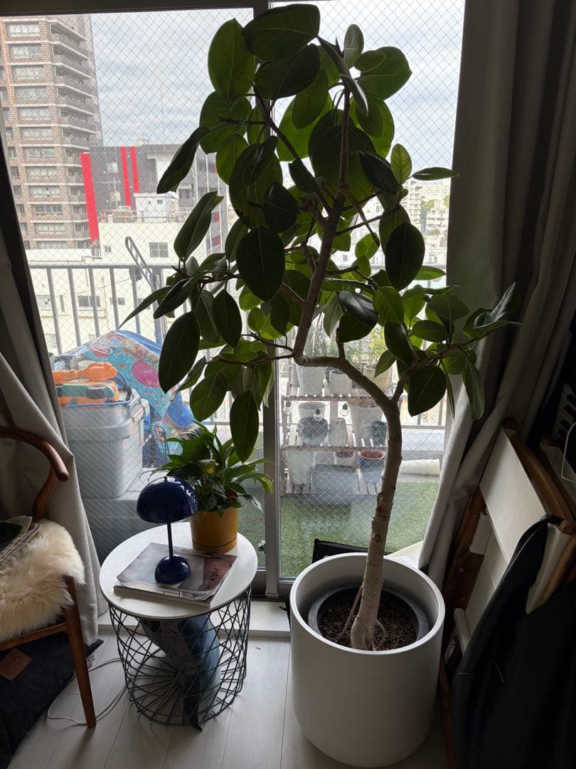 フィカスアルテシーマ　アクタス購入　平塚駅お引き取り条件