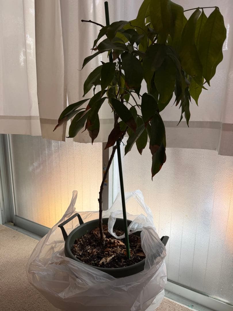 g_ooshiro様確認専用