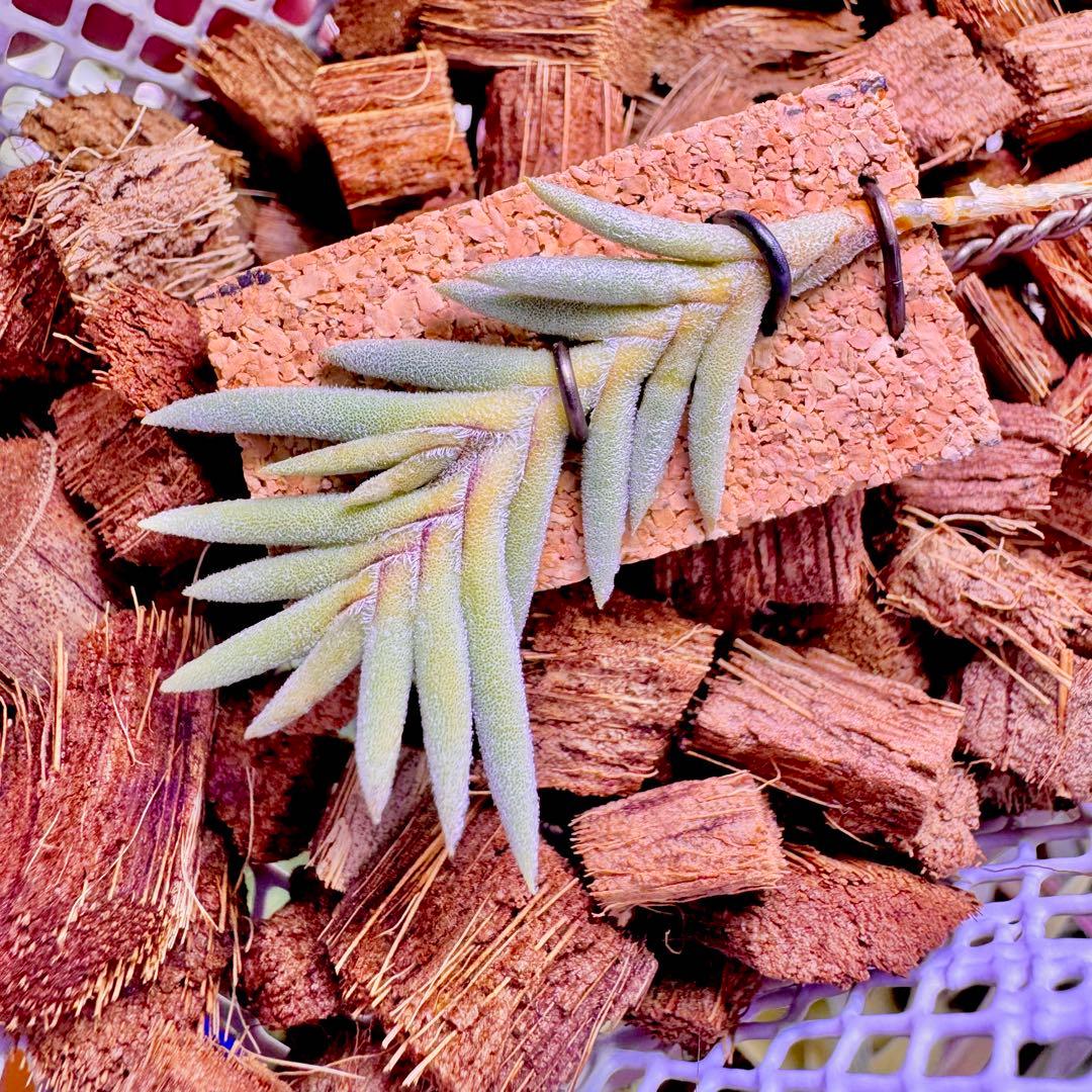 ハ*ル様 Tillandsia capillaris HR****