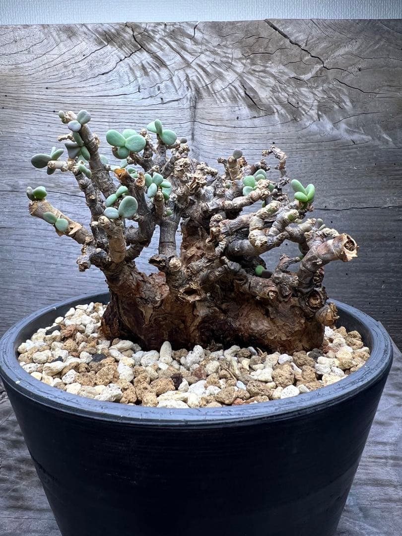 発根済　ケラリアピグマエア　現地球