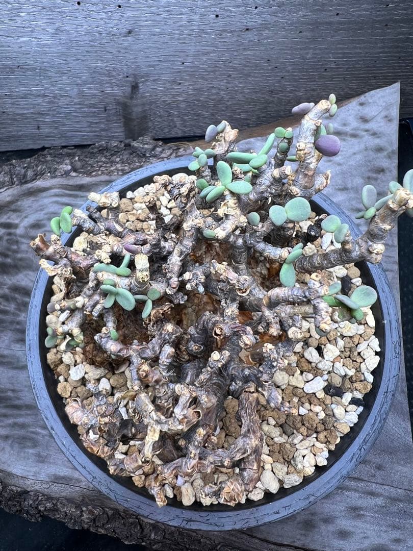 発根済　ケラリアピグマエア　現地球