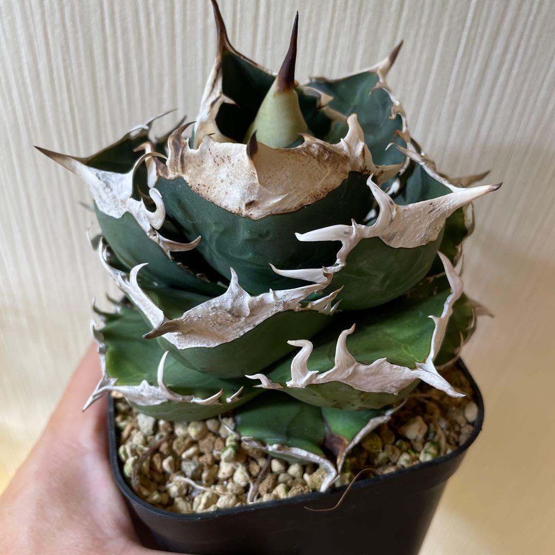 アガベ チタノタ　南アフリカダイヤモンド　SAD ミニ　特選コンパクト　OC株