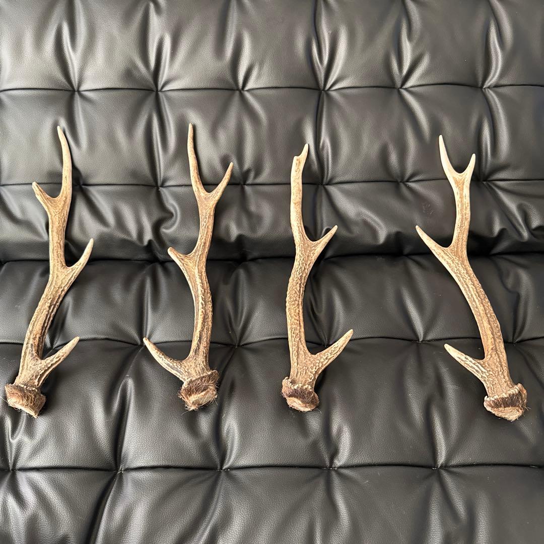 鹿の角　約40センチ　4本セット