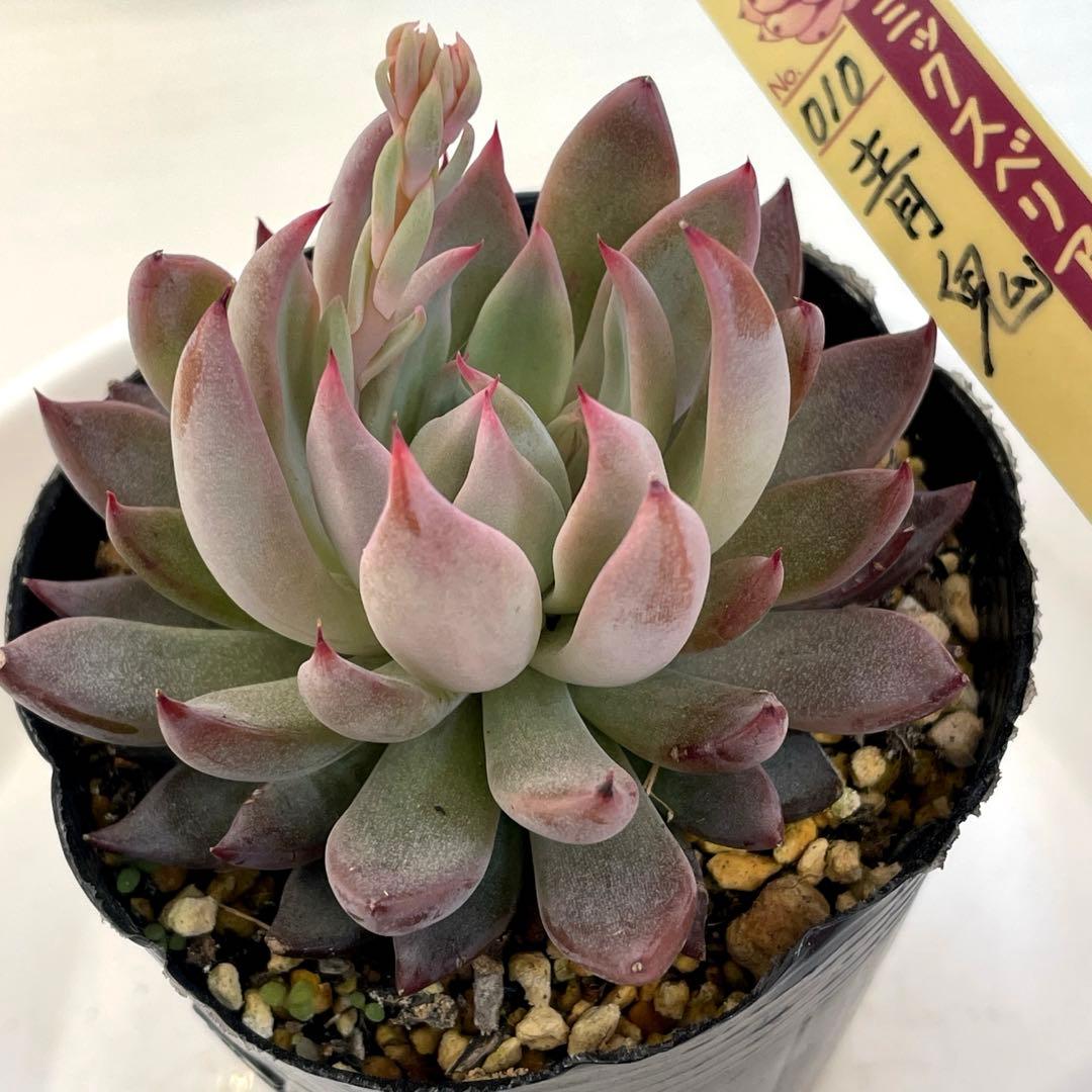 札付き！　人気品種！　葉多い！　花芽付　ミックスベリア　青鬼　抜き苗