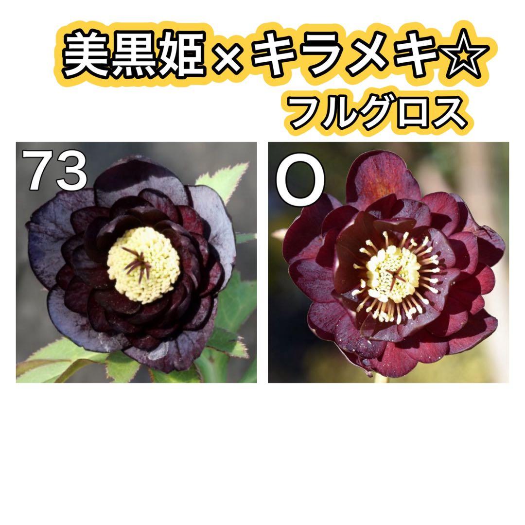 美黒姫×キラメキ⭐︎フルグロス★クリスマスローズ苗
