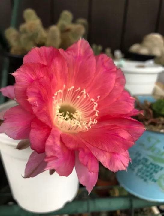 専用ページです！花サボテン ふんわりピンク♬カキコ