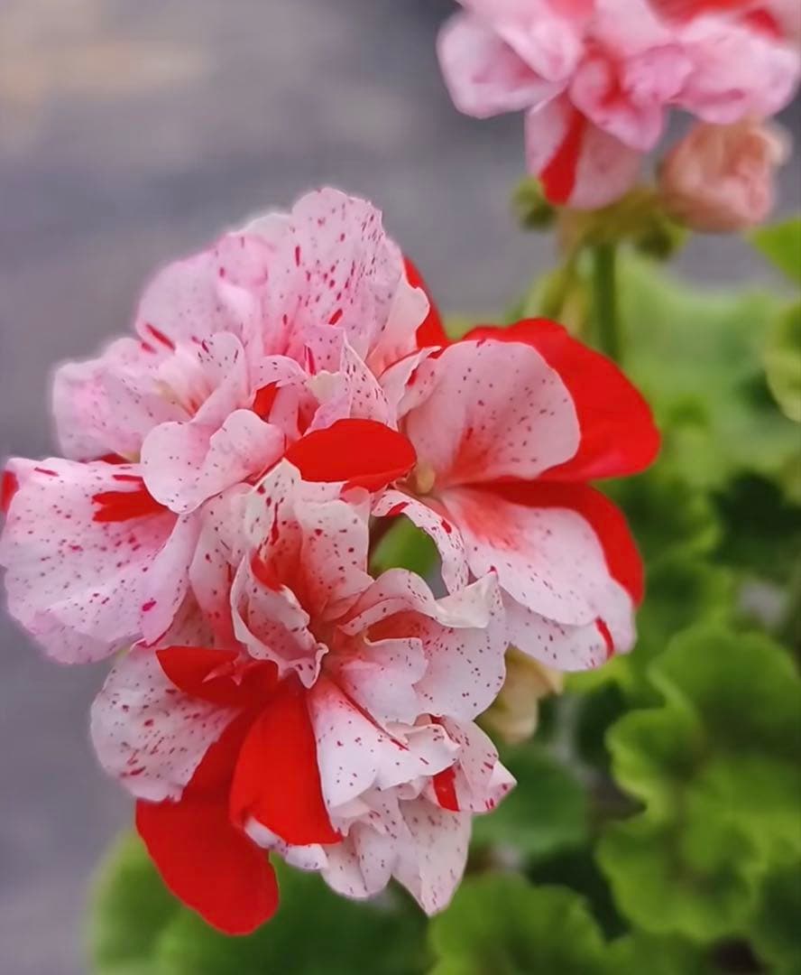 新品種激レア品種ゼラニウム中苗　希少品種ゼラニウム苗　絞り咲ゼラニウムSK01