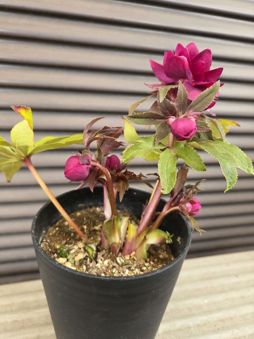 クリスマスローズ 広瀬園芸【レッド オーレア】開花株　認定