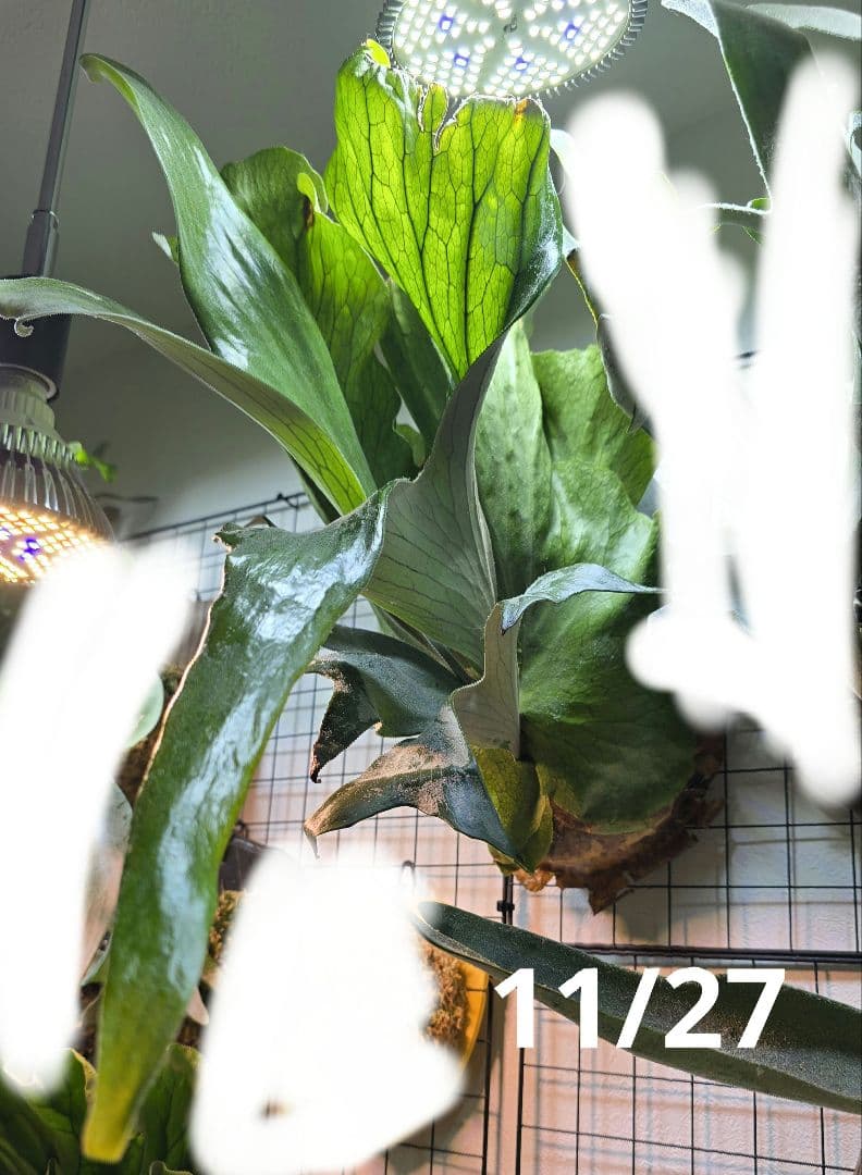 ビカクシダ　ステマリア　板付