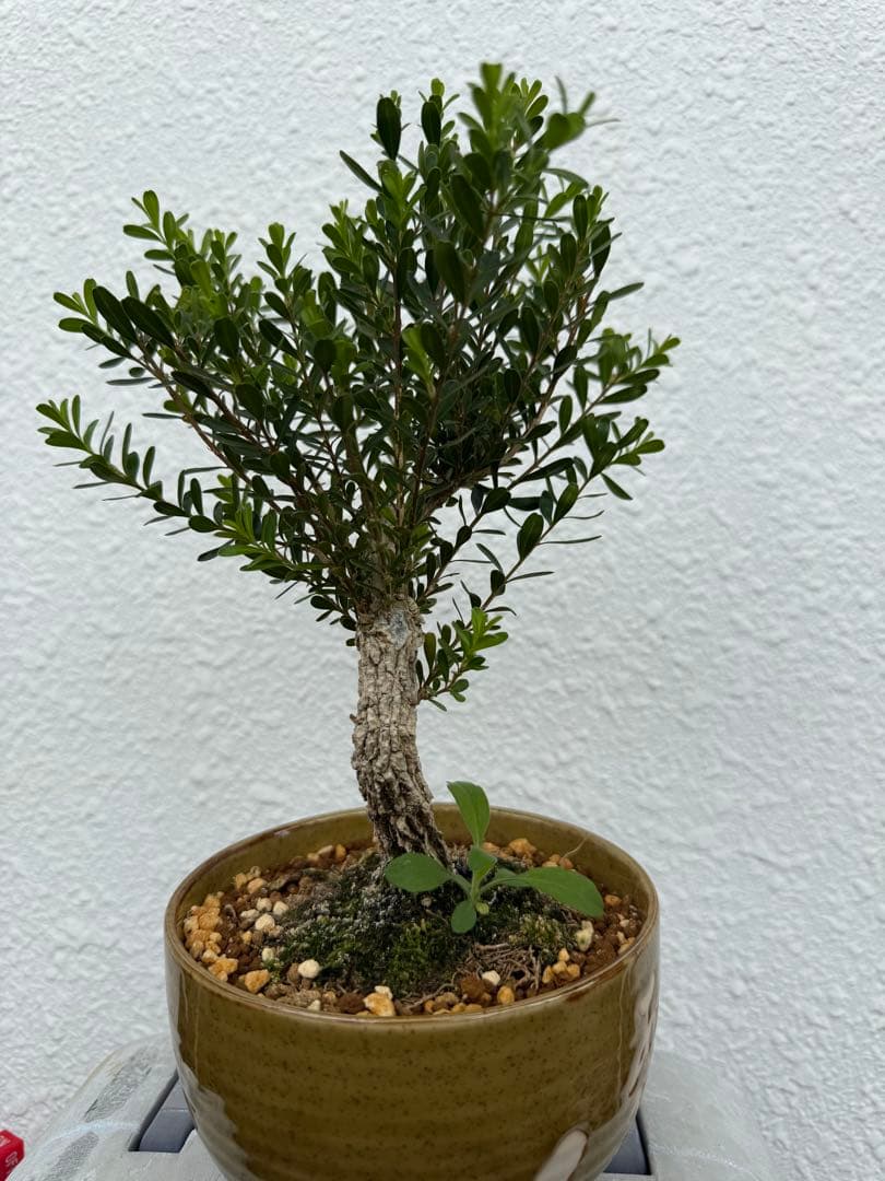 沖縄産　台湾ツゲ