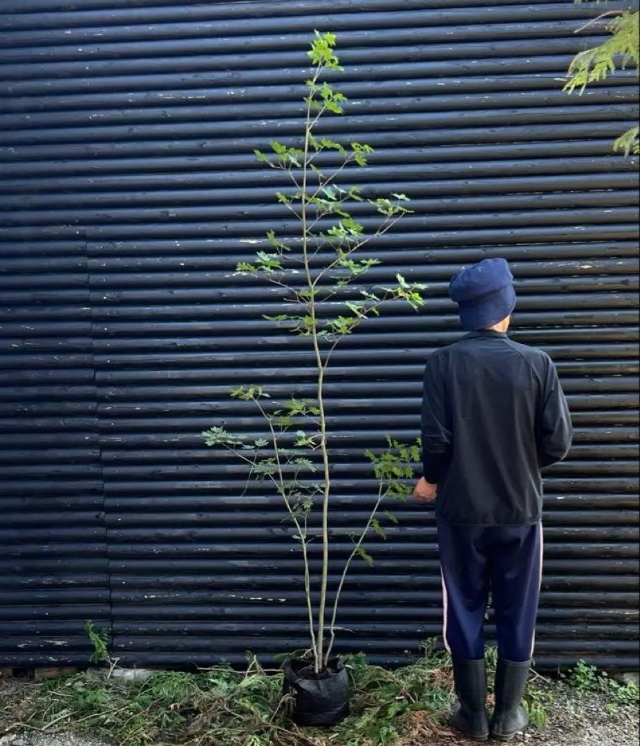 山採り天然　コハウチワカエデ　3本株立ち