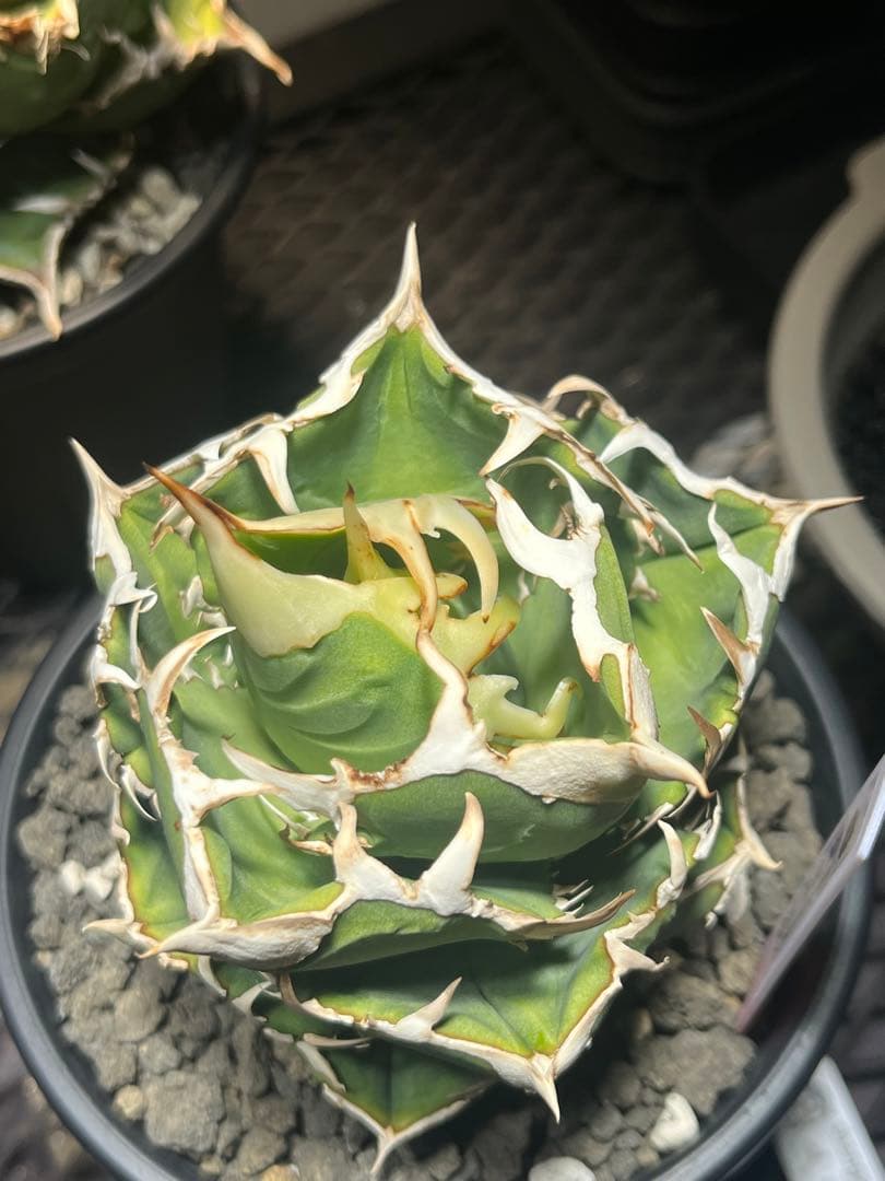 アガベチタノタ　COK c.g01 追星