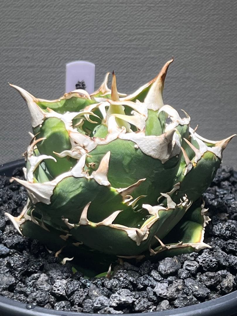 アガベチタノタ　COK c.g01 追星