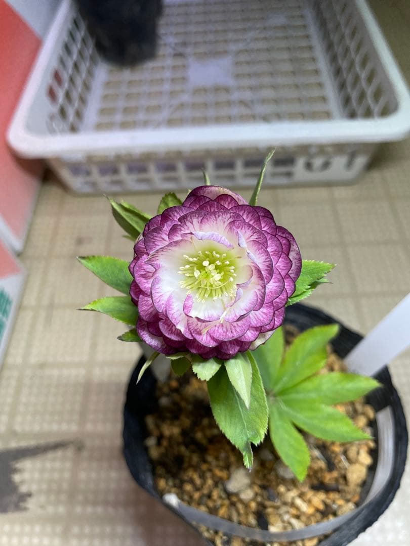 加藤農園 アフロディーテグラデージョン クリスマスローズ