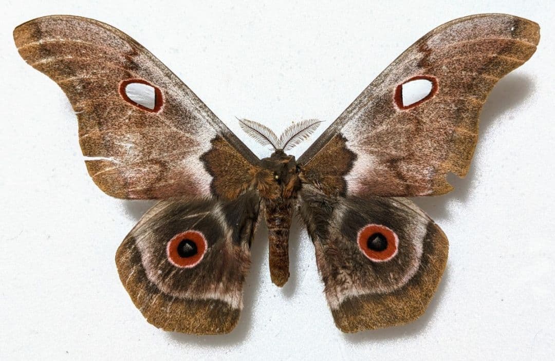 超絶珍品　マクロチリスヤママユ　蛾　標本