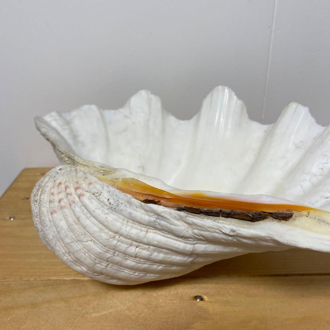 シャコガイ　　大きい