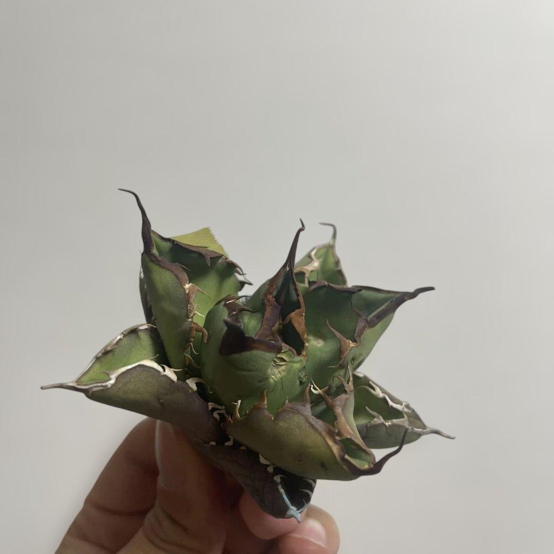 オテロイ 実生 D12