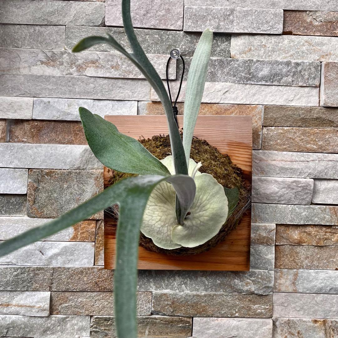 P. Auburn  アーバンリバー　OC 株分け◆ビカクシダ