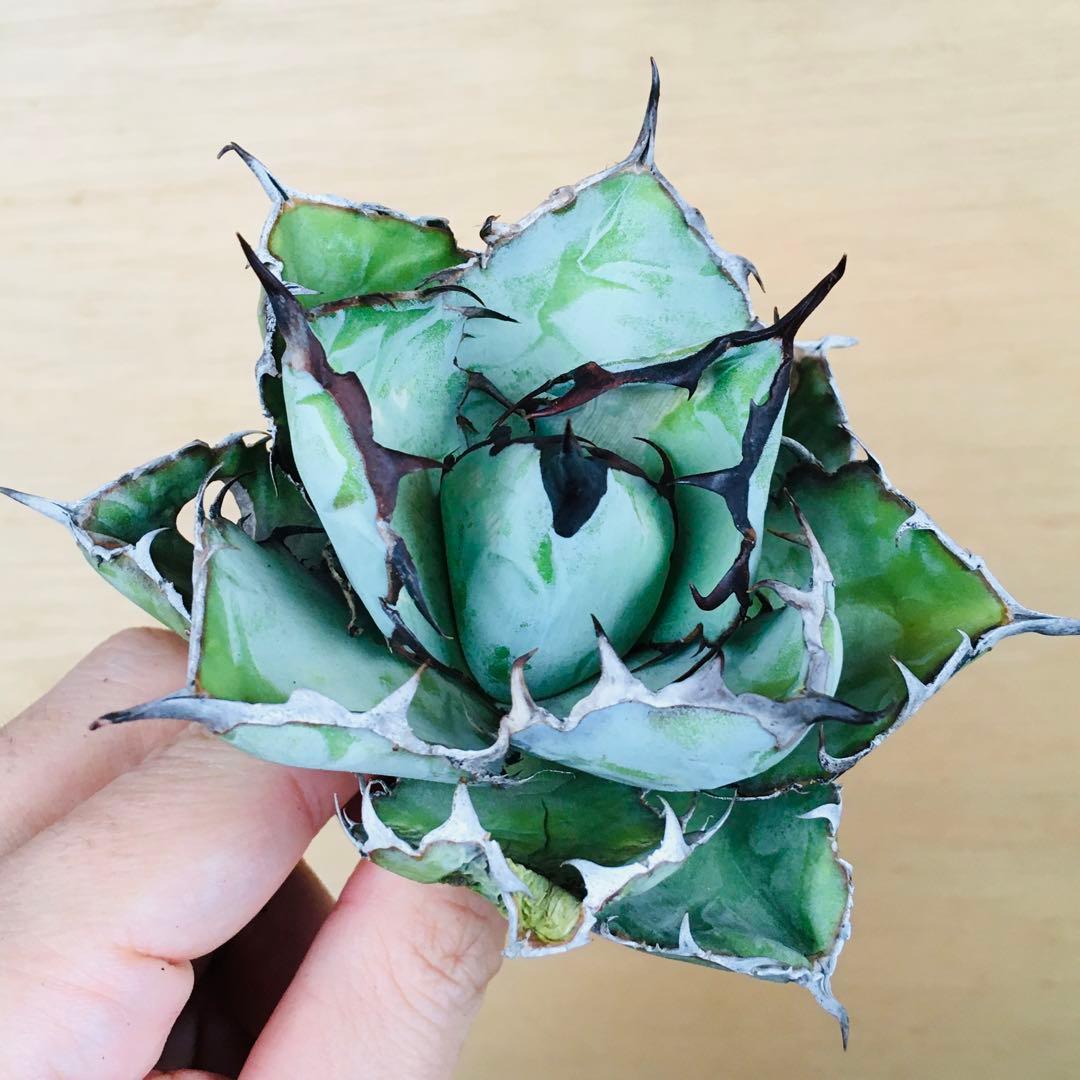 【稀少】3 ブラックアンドブルー 特選 極上黒棘 TC株 アガベ チタノタ