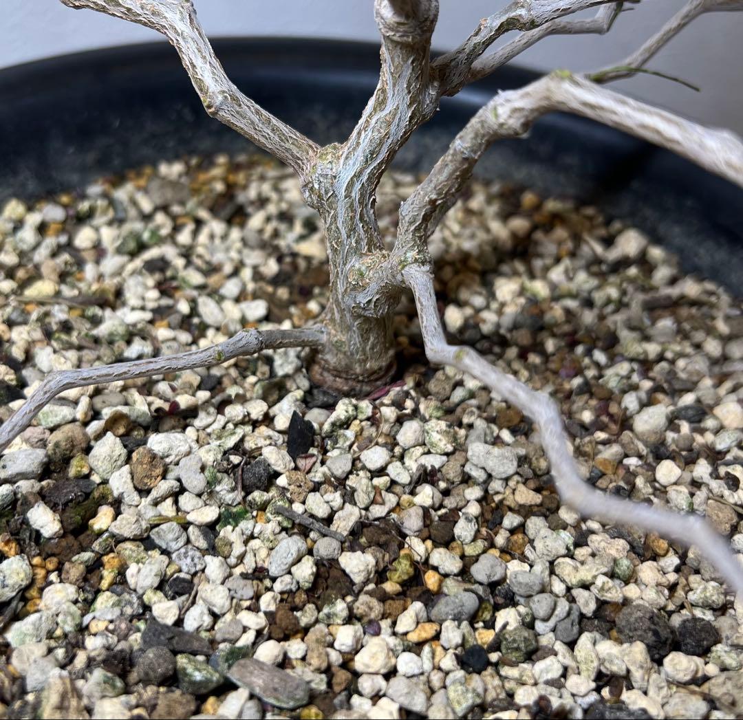 オペルクリカリア・パキプス(Operculicarya pachypus)