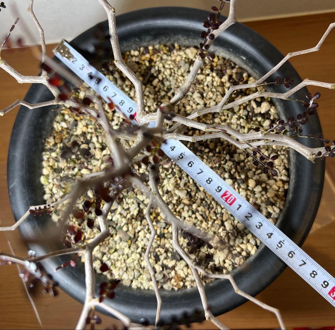 オペルクリカリア・パキプス(Operculicarya pachypus)