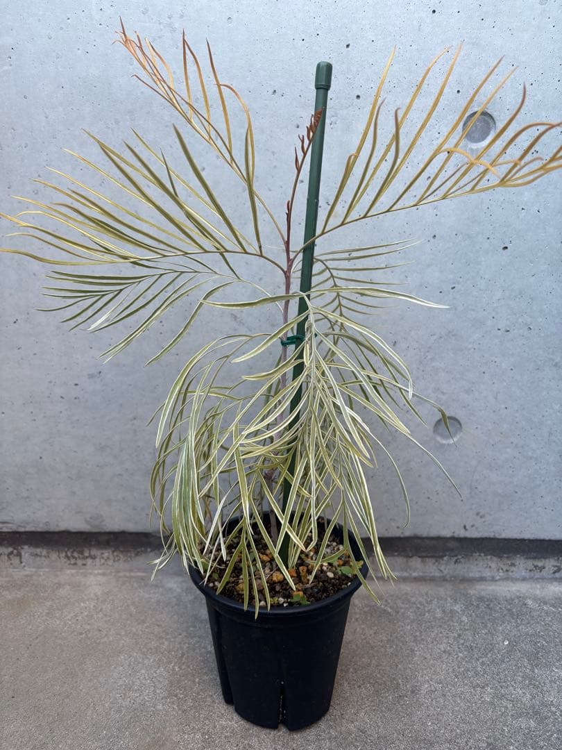 希少 グレビレア ハニーワンダー ①