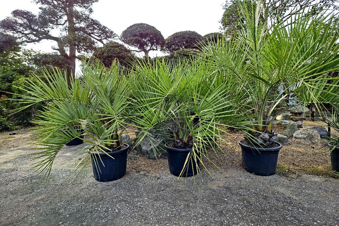 ココスヤシ　３本セット　【引取限定】