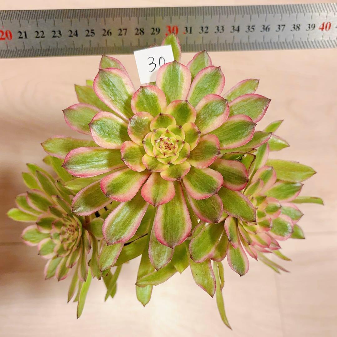 39#多肉植物アエオニウム錦 ❤️ パンドラ ❤️3大頭21cm 拔き苗