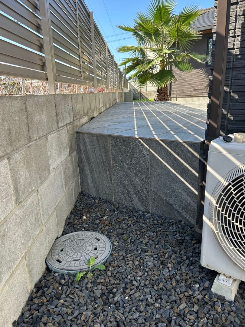 ワシントンヤシ　植木　引き取り限定