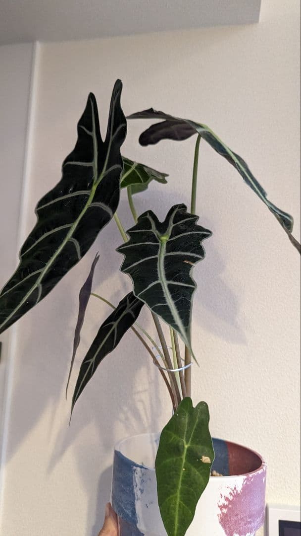 観葉植物A
