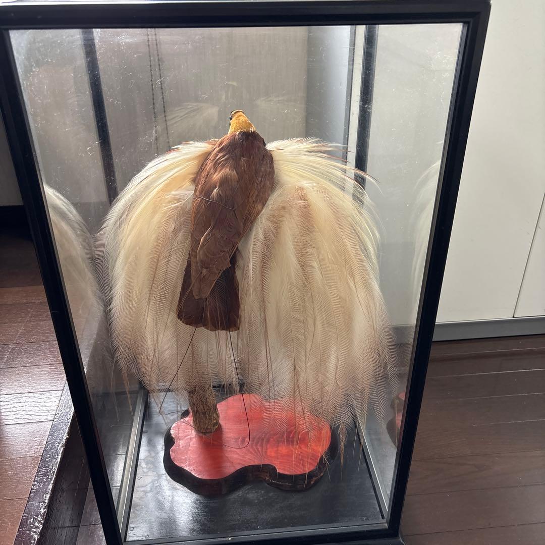 （風鳥）　（極楽鳥）　剥製　置物