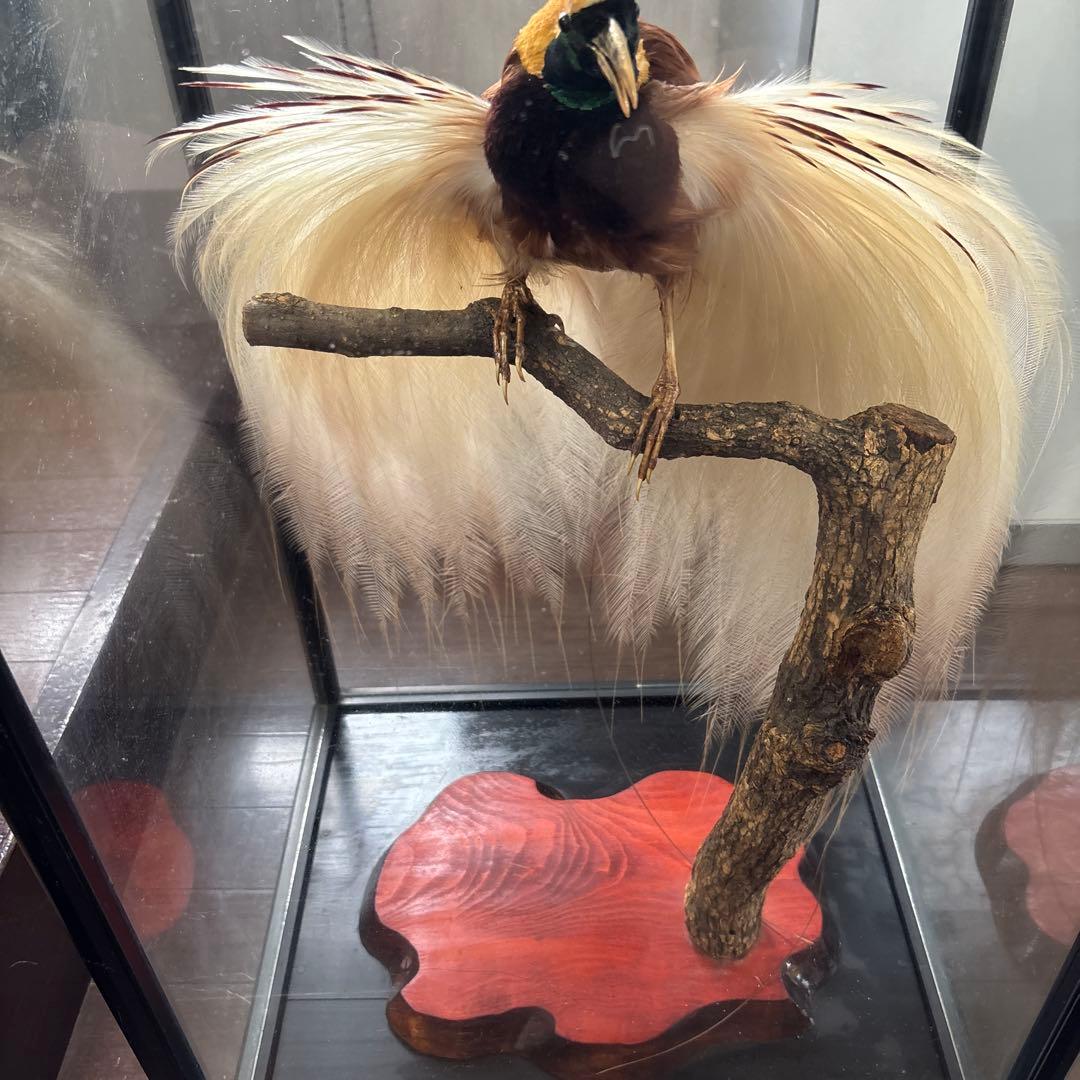 （風鳥）　（極楽鳥）　剥製　置物