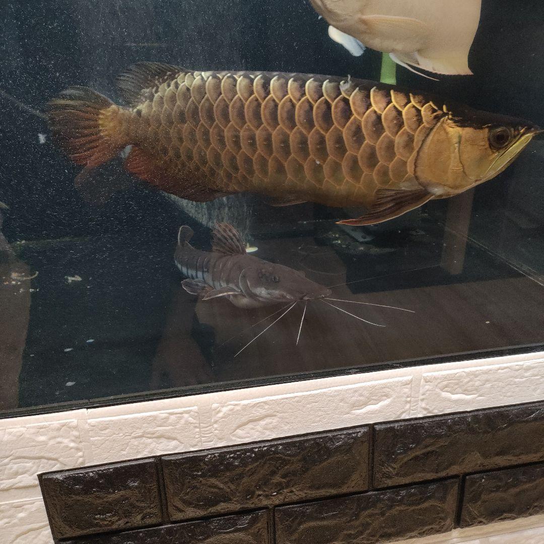 カンテツ美品！1500水槽フルセット！引き取り限定！！