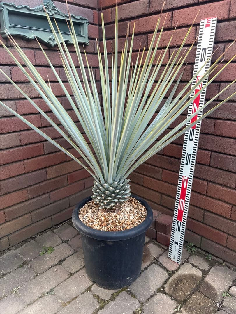 早いもの勝ち　ユッカ　リギダ　あ