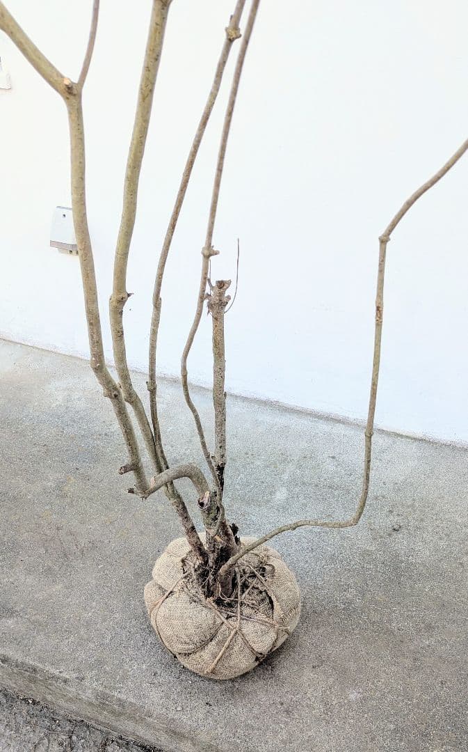 シルエット抜群。山採りドウダンツツジ。