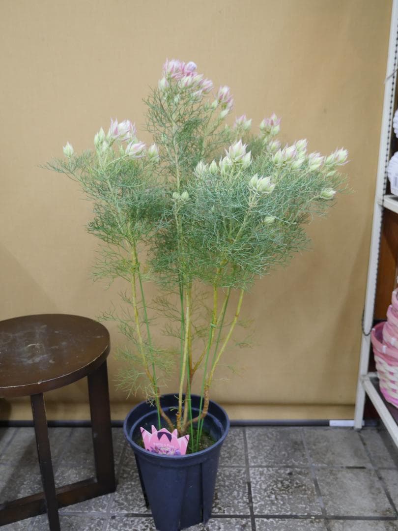 セルリア　ブラッシングブライト　ピンク　7号鉢　約90センチ　2