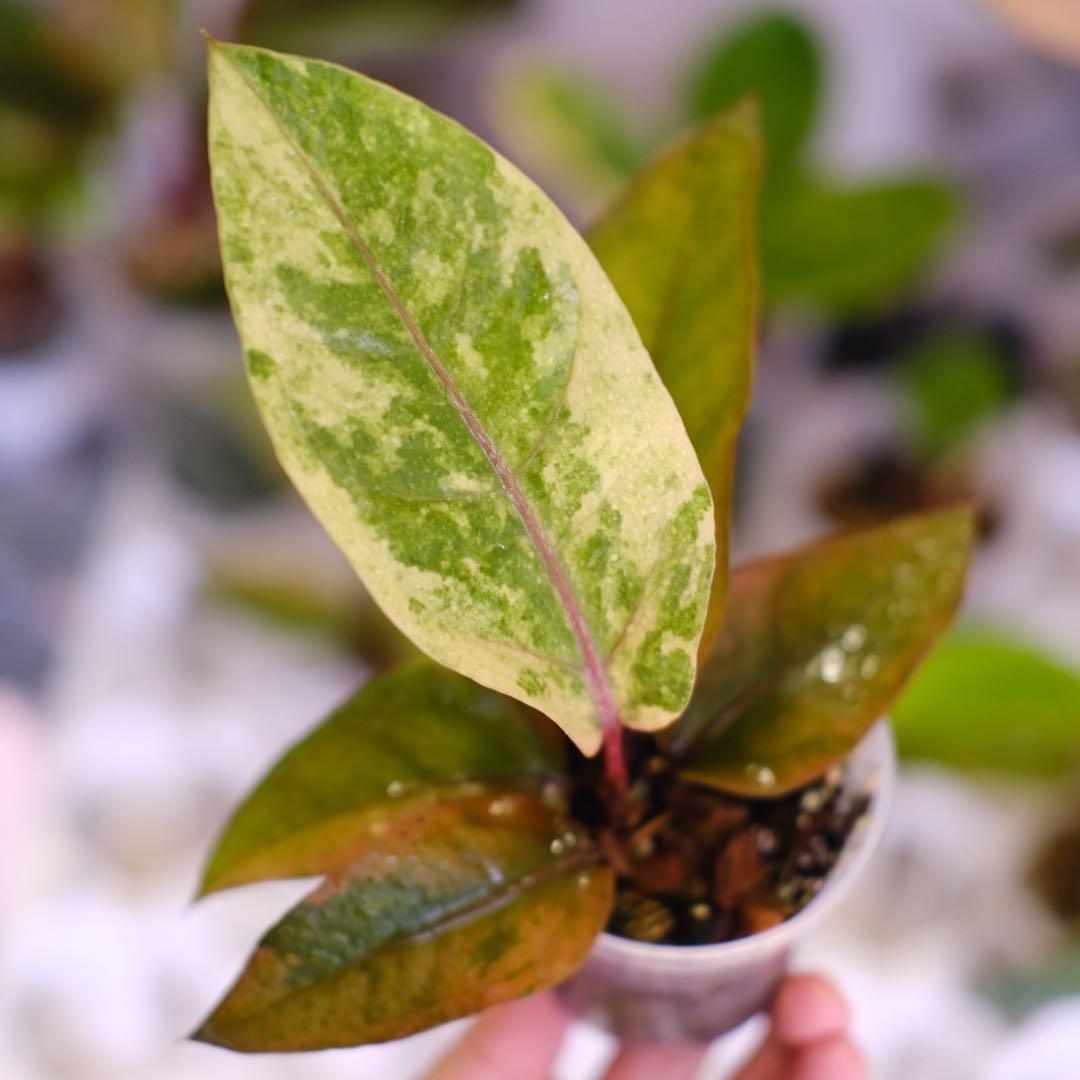 Anthurium Hookeri Sweeta Pink Polkadot ③